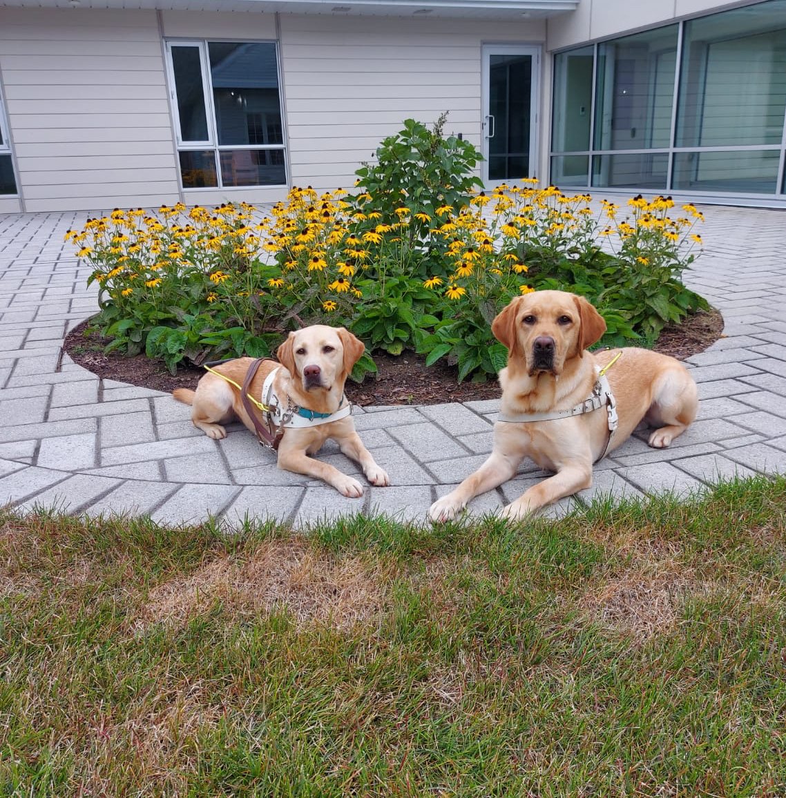CDNGuideDogs's tweet image. Training on site and enjoying our new flowers #tgif 
.
[photo description: two yellow labradors lay side by side in front of a garden full of daisys in our new client courtyard] 
.
#futureguidedogs #canadianguidedogs #superheroes #guidedogs #canadianguidedogsfortheblind