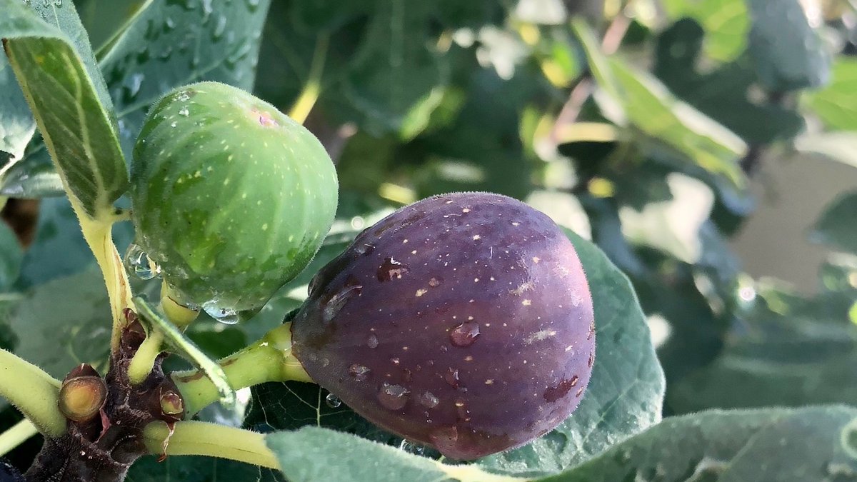 JamesMastaler's tweet photo. It is fig season in Chicago! #chicagohardyfig https://t.co/5lgIxiRIOw