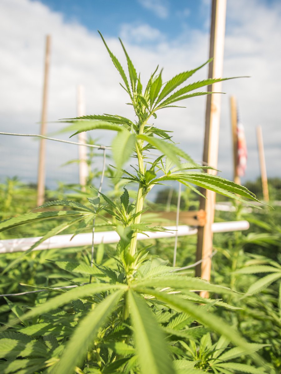 Premium__CBD's tweet photo. Itโs #flowerfriday and weโre reflecting on how helpful CBD has been to so many people. Hey, #CBDusers, what do you use it for? https://t.co/LvaC5sqT9g