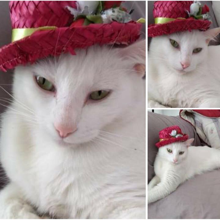 sunflwallsz's tweet photo. oi migos essa é a madalena, ela tá interna precisando de constantes transfusões sanguíneas e sua tutora n pode arcar com os custos, então estamos fazendo uma rifa pra ajudá-la. a rifa custa so 2 reais. quem quiser chama no insta @/ajudeamadalena ou na minha dm q passo wpp https://t.co/kCKNd5egpg