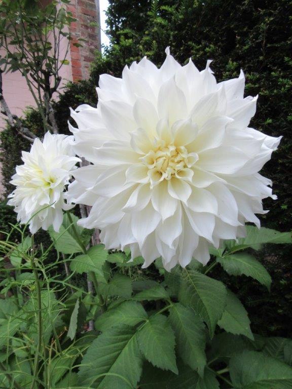LOADS of gorgeous colourful dahlias in the gardens at the moment - they should look great all the way from now through September. We get our dahlias from Bloms Bulbs - if you would like to use the gardens as a 'living catalogue' we have some of their order forms .