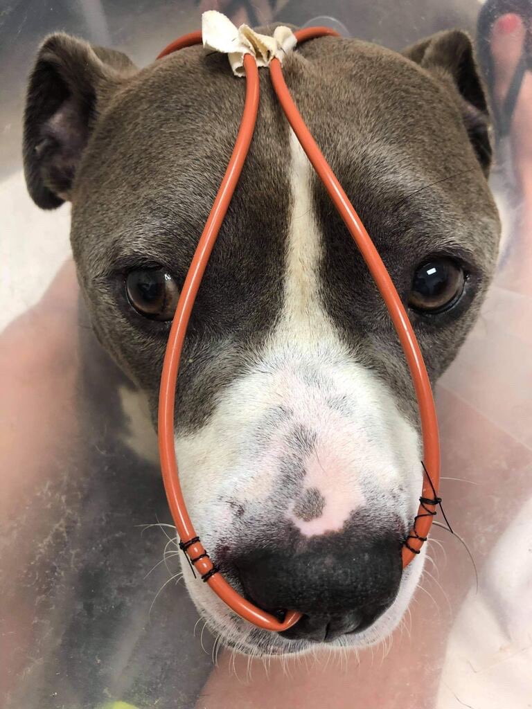 WeRateDogs tweet media
