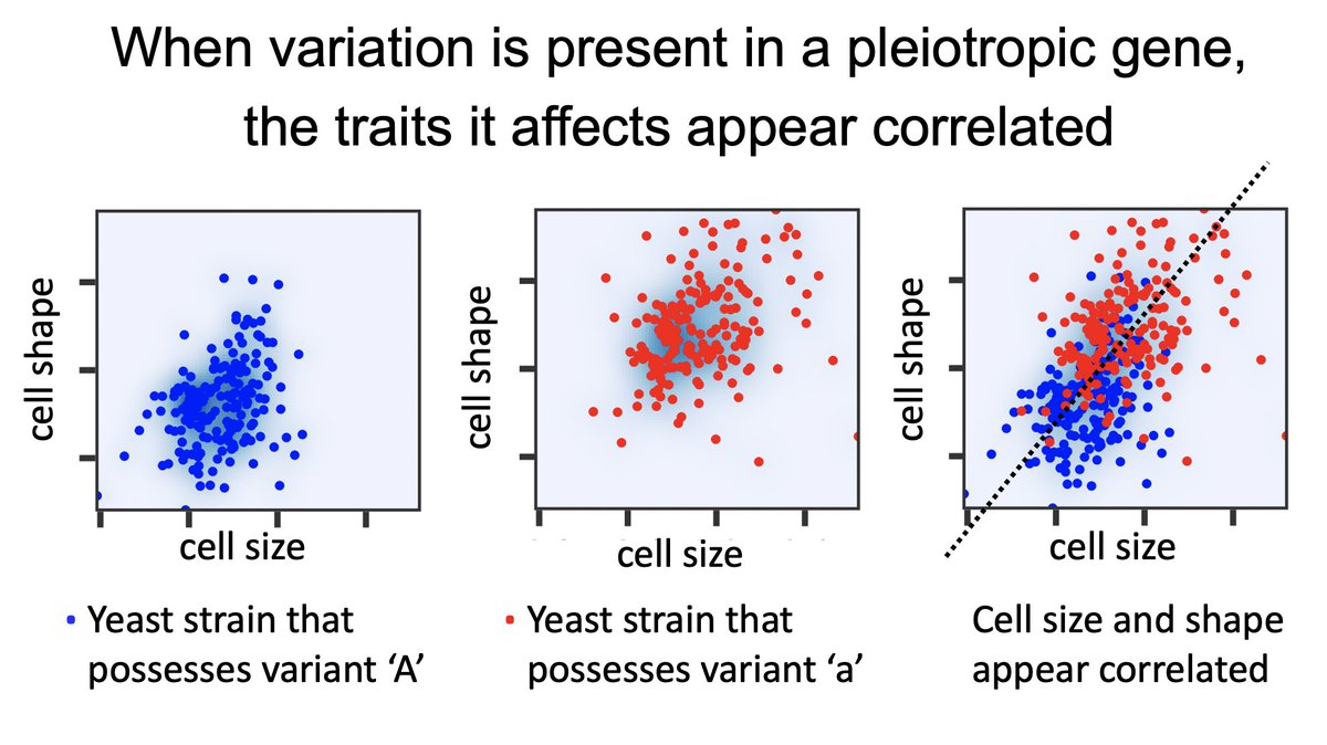 This question is hard to answer because pleiotropic genetic variants can cause independent traits to appear correlated! Below, cell size and shape are not so correlated in either subpopulation, but more correlated when there is variation present in the pleiotropic gene. 5/17
