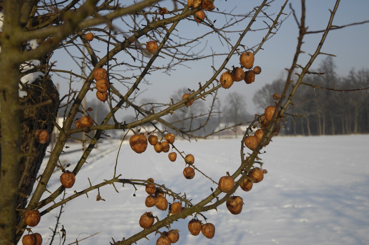 Lasst die Äpfel nicht bis zum nächsten Winter an den Bäumen. Pflücken und zu Werthland (Rotenhagener Straße 34), damit wir unseren beliebten Apfelsaft für den Dorf Laden Häger daraus machen können. Vielen Dank an alle, die uns ihr Obst spenden. #wertherwestfalen #dorfladenhaeger