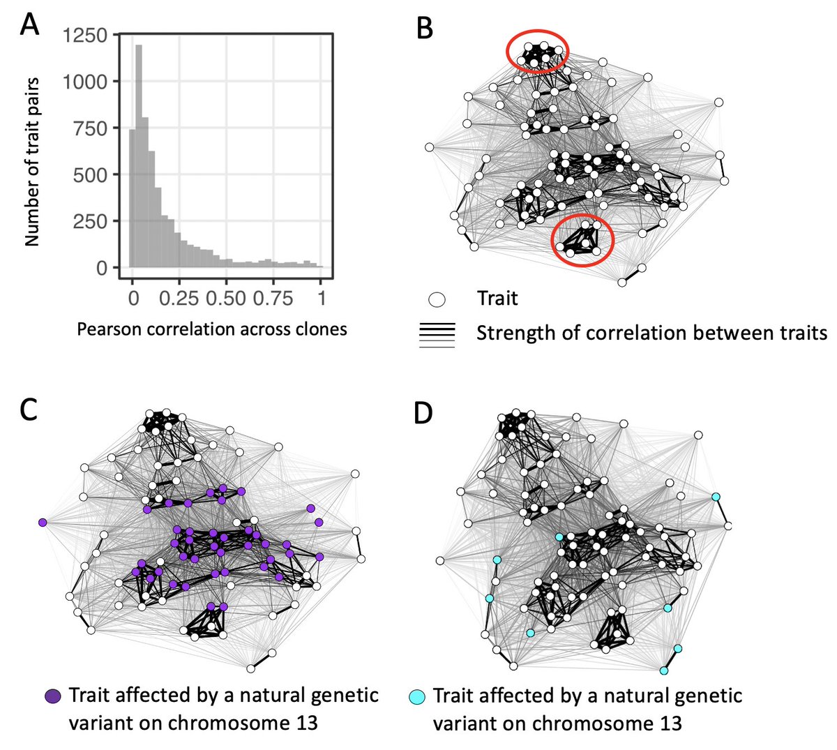We find A) most of the ~150 single-cell morphological traits we study are not strongly correlated across clones, however B) groups of traits with strong correlations exist, C) pleiotropic alleles tend to influence correlated traits clusters, but D) sometimes they do not! 10/17