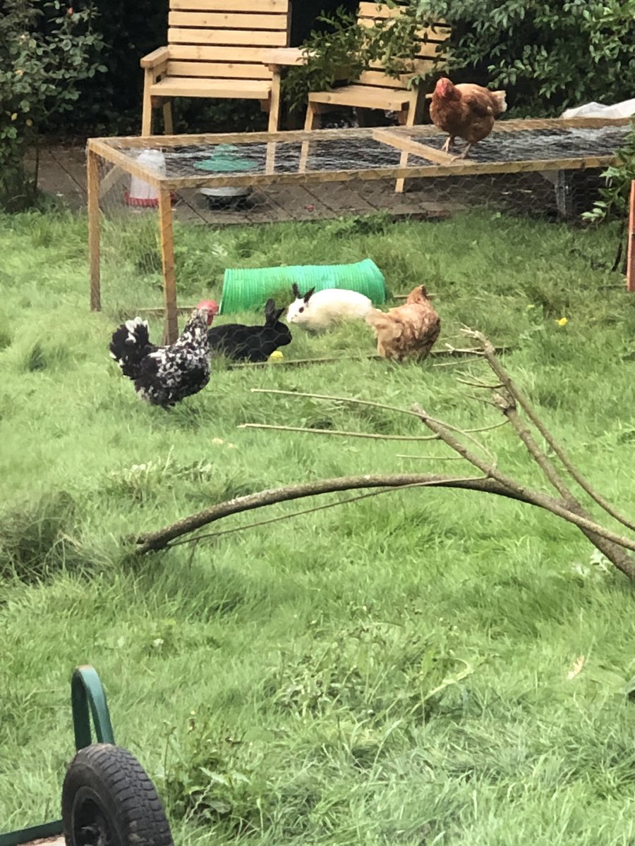 Oreo and Dash meeting the new neighbours! #rescuerabbits #exbatts #rescuehens