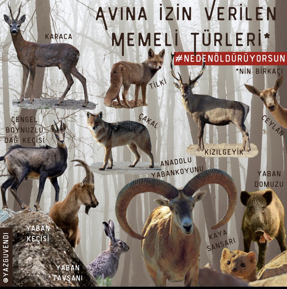 Yaşam hakkı bütün canlılar için pazarlık edilemez en doğal hak. Şimdi yaşam hakları ellerinden alınan tüm canlıların sesi olma zamanı. Karacanın, kızılgeyiğin, üveyiğin... Söylesene #NedenÖldürüyorsun?