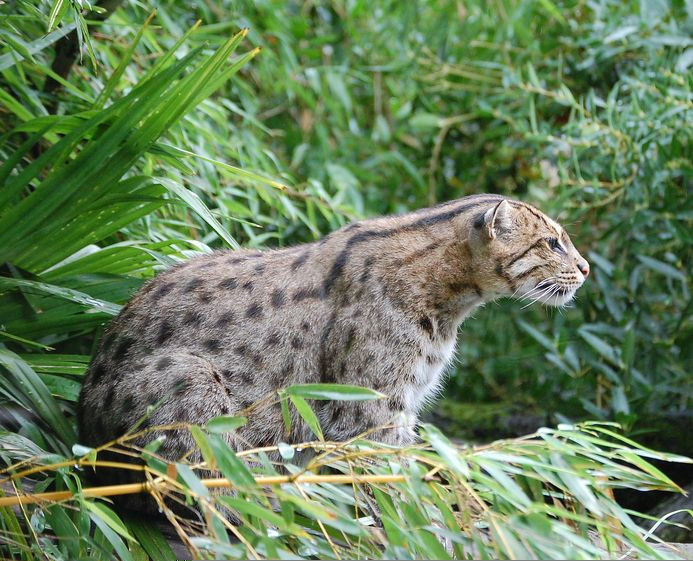 p.s. I should probably tag this thread. And maybe put in a picture of a fishing cat. Here goes  #thesilverarrow
