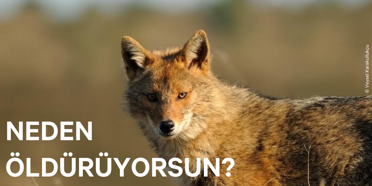 Başka bir canlıyı öldürmenin sporu, turizmi, hobisi, ihalesi olamaz!
AV CİNAYETTİR #NedenÖldürüyorsun