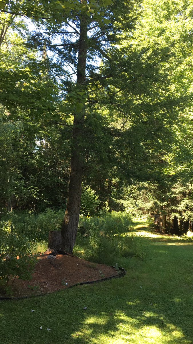 twinkletaters's tweet photo. Pandemic quarantine at home ain’t so bad. #hardwickvt #vermont https://t.co/fWY7bFLxvw