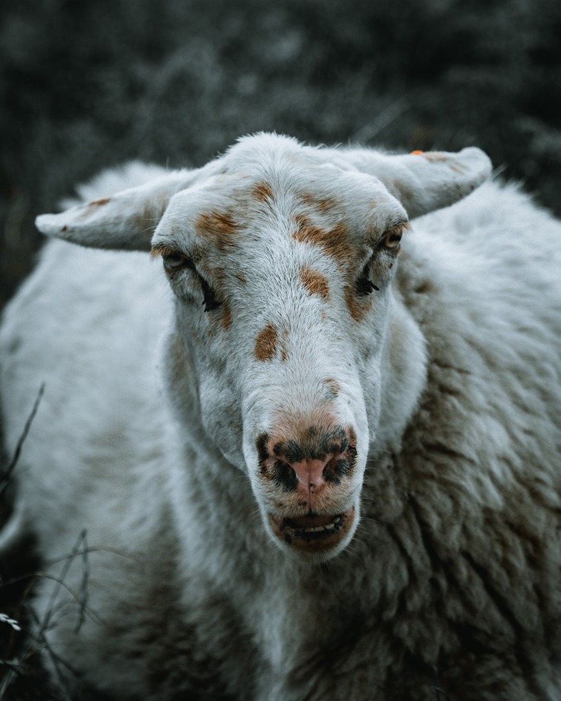 🐑⁠
.⁠
.⁠
.⁠
⁠
#zwin #natureshooters #cadzand #knokkeheistgram #sheep #staycation #knokke #belgianroamers #belgianblogger #wandering #moody #photography #pictureoftheday #lensbible #europe #explore #belgianshooters @lensbible @belgianshooters @wes… instagr.am/p/CEcRzcXJgeI/