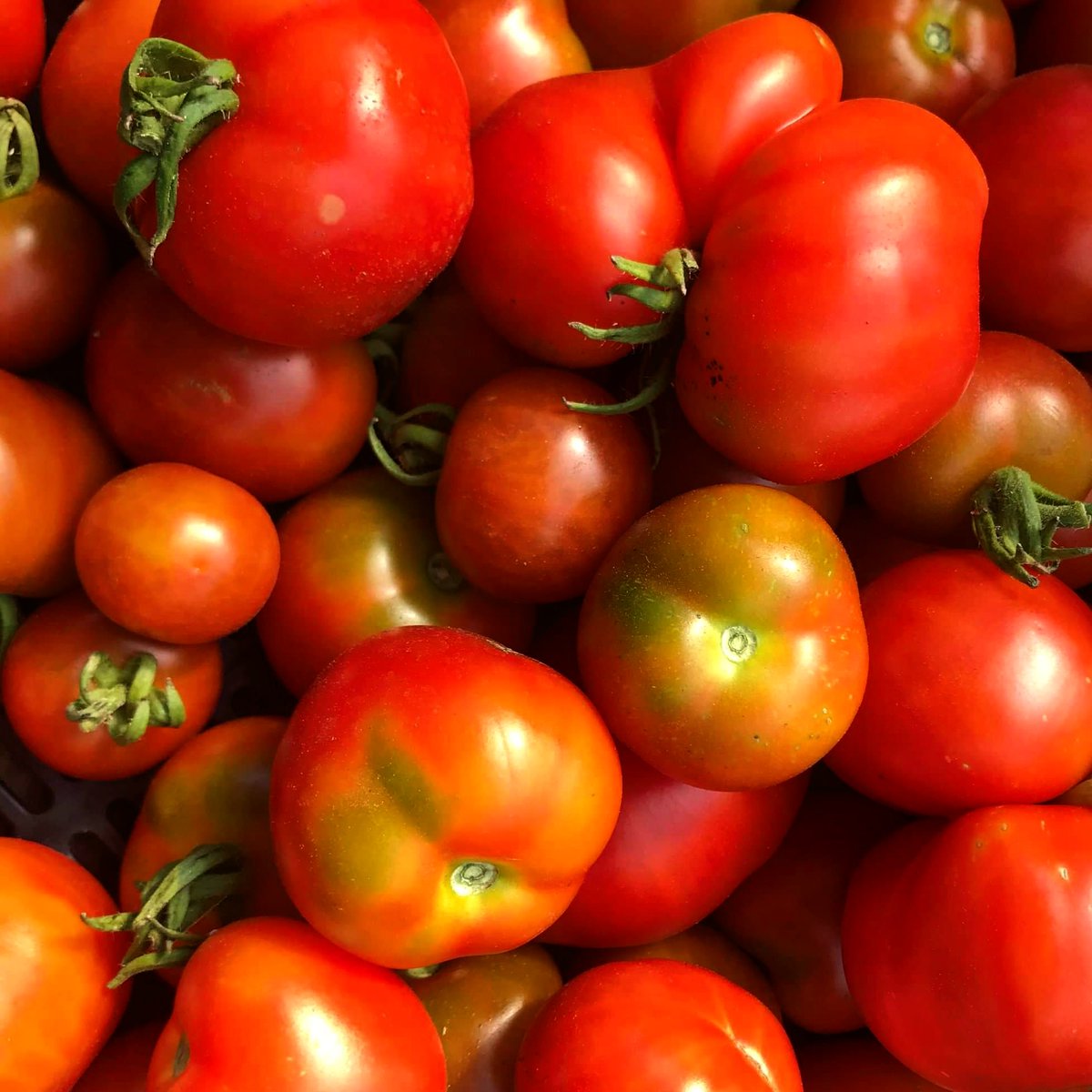 OttawaFarmMkt's tweet photo. Stupice tomatoes from vendor @BrysonFarms! One of their most popular tomatoes. Despite its “cocktail size,” has won heirloom tomato taste-tasting competitions across North America. Very acidic and rich in flavour, it is a show-stopper! Find them at Lansdowne this Sunday 9am-3pm https://t.co/tBuMK5U1tl