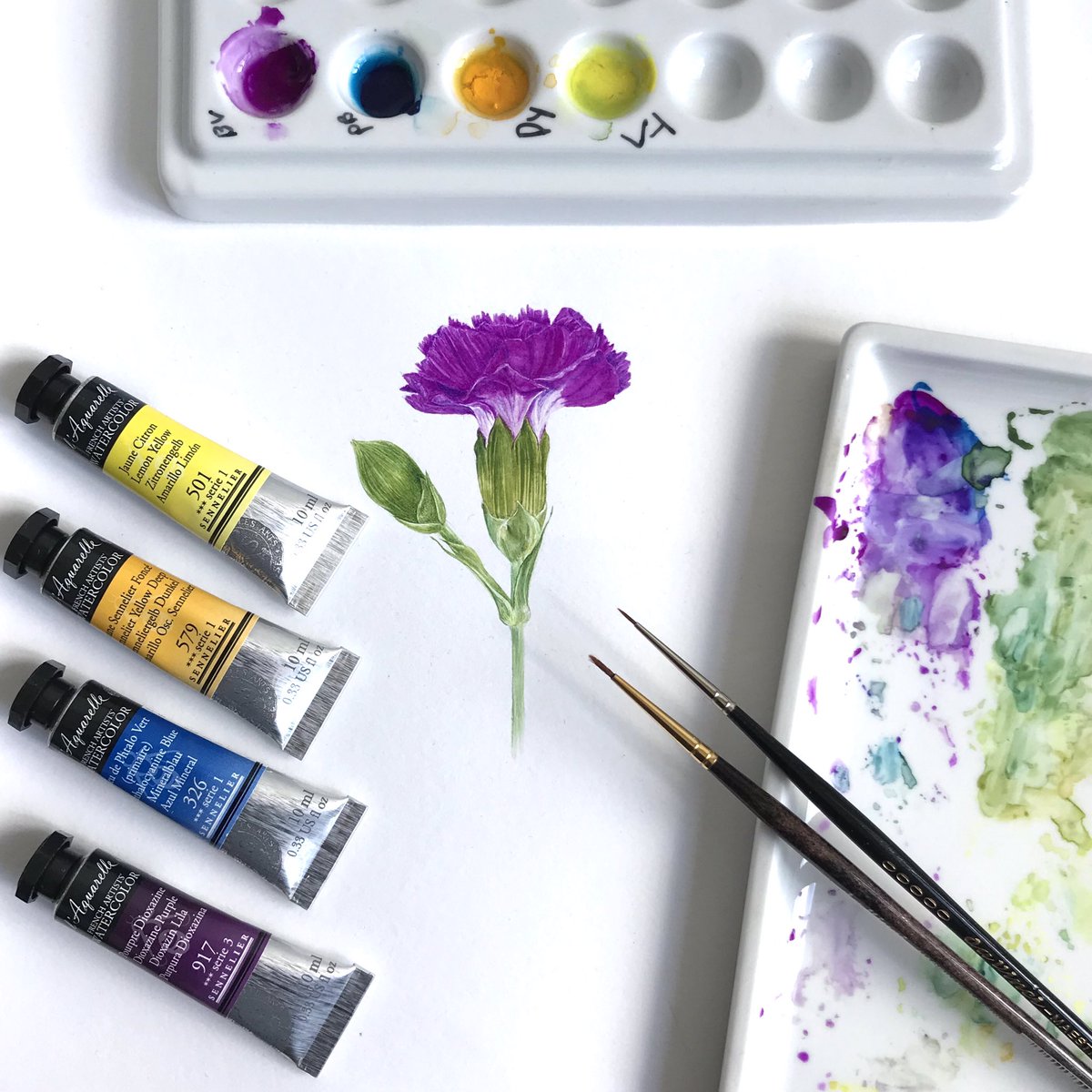 I think there’s a bit of Old Heliotrope in this carnation #workinprogress! #colour_collective #botanicalillustration #artistsupportpledge <a href="/Clr_Collective/">Colour Collective</a>