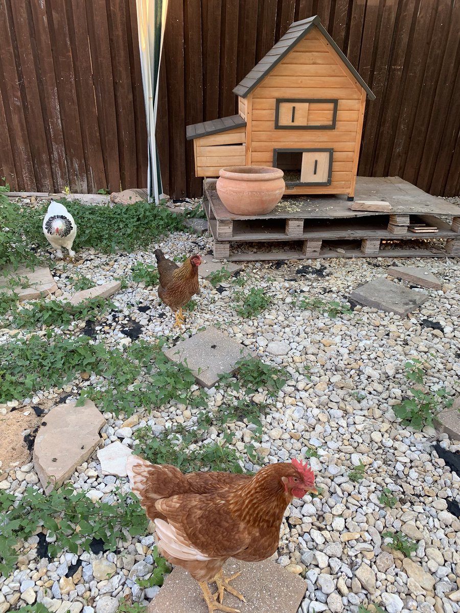 HotzEmilia's tweet photo. Wilson chickens are laying eggs!!! #WilsonWay https://t.co/RyZeQFsnEG