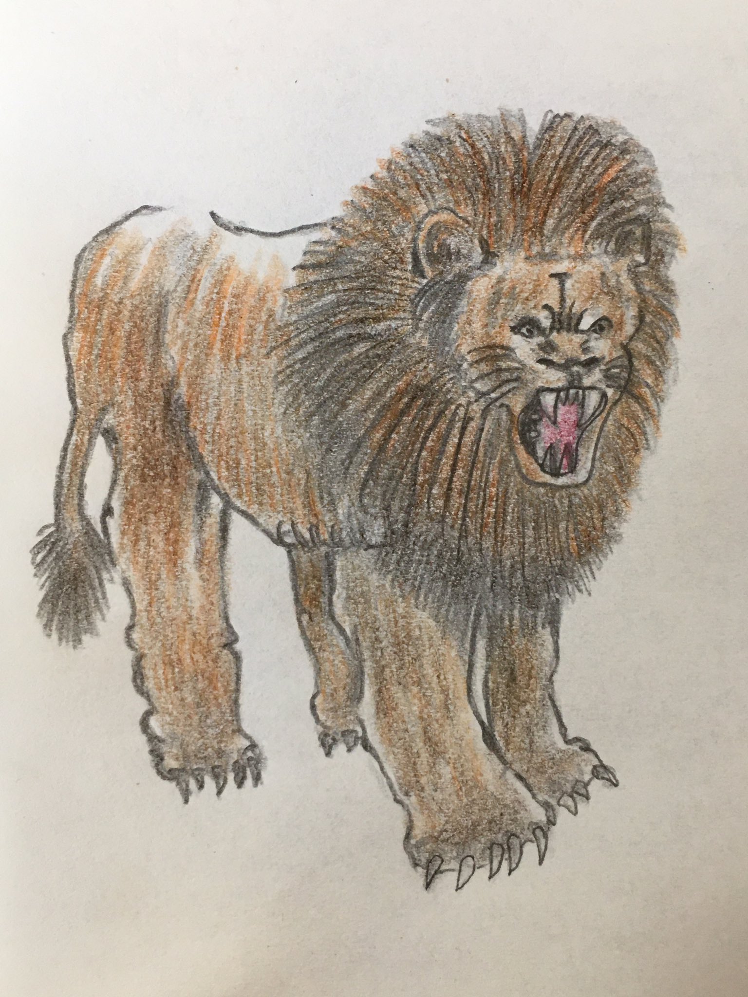ノブユキ 動物シリーズ ライオン サイ ハリネズミ ペンギン デッサン 動物