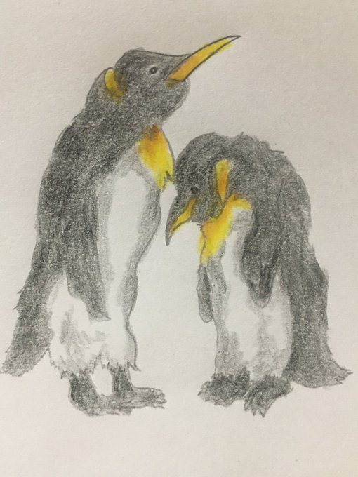 ペンギンのtwitterイラスト検索結果 ペンギンのtwitterイラスト検索結果