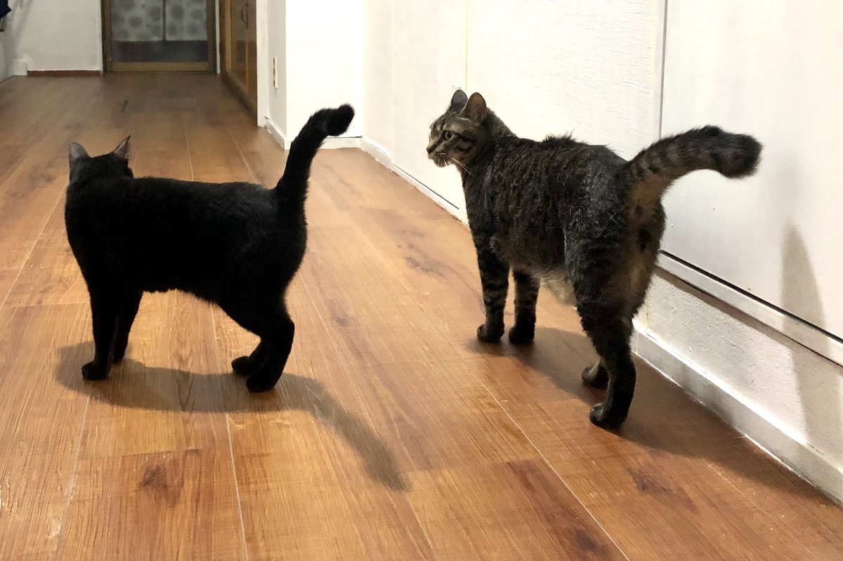 Etiqueta フォークダンス En Twitter