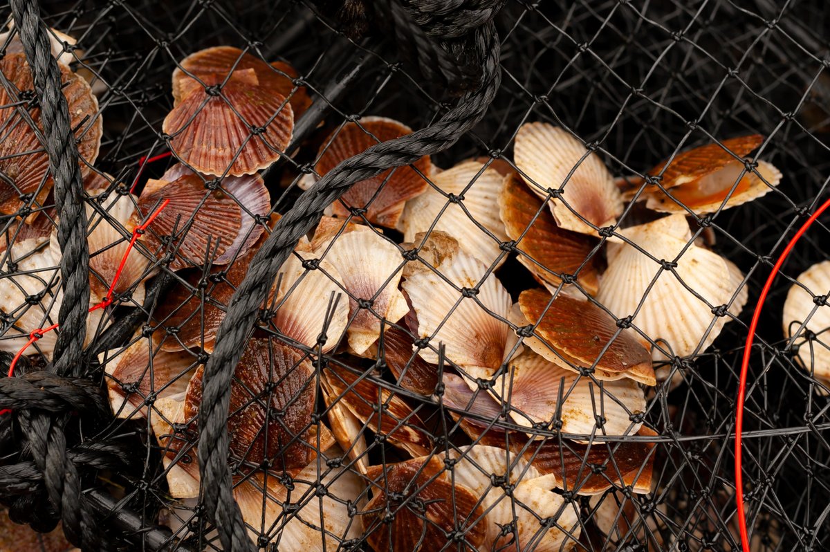 GBearScallops's tweet photo. Scallop aquaculture at #CoastalShellfish means always having one eye on providing sustainable, top quality food for today and the other on making sure our young seed and stock are carefully tended to provide food for the future. 🙌#BuyBC https://t.co/SUjDMAD57V