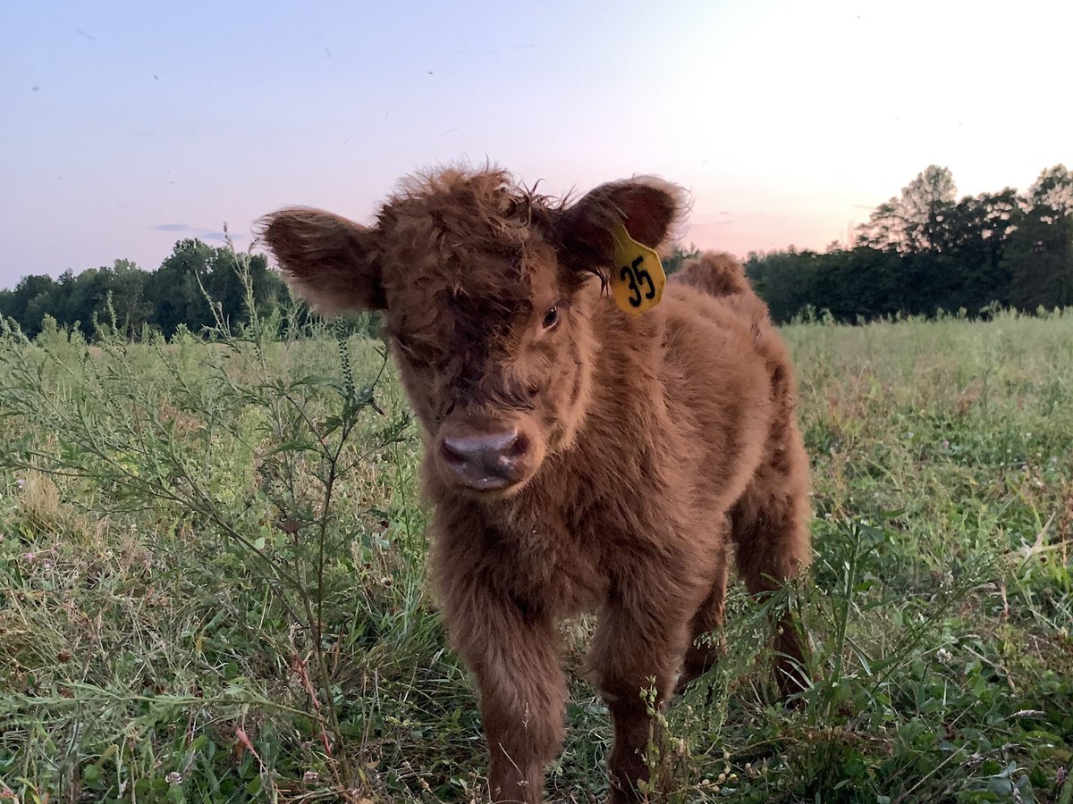 #highlandcow #bestcowever #cow #homegrownbyheros #lovemycows  #veteranowned #redlegfarms #highlands #scottishhighlander #farmlife #farmer #highlandcows #scottishhighlandcow #cutecows #highlandcattle #cowseverywhere #regenerativegrazing #regenerativeagriculture #feedingamerica 🇺🇸