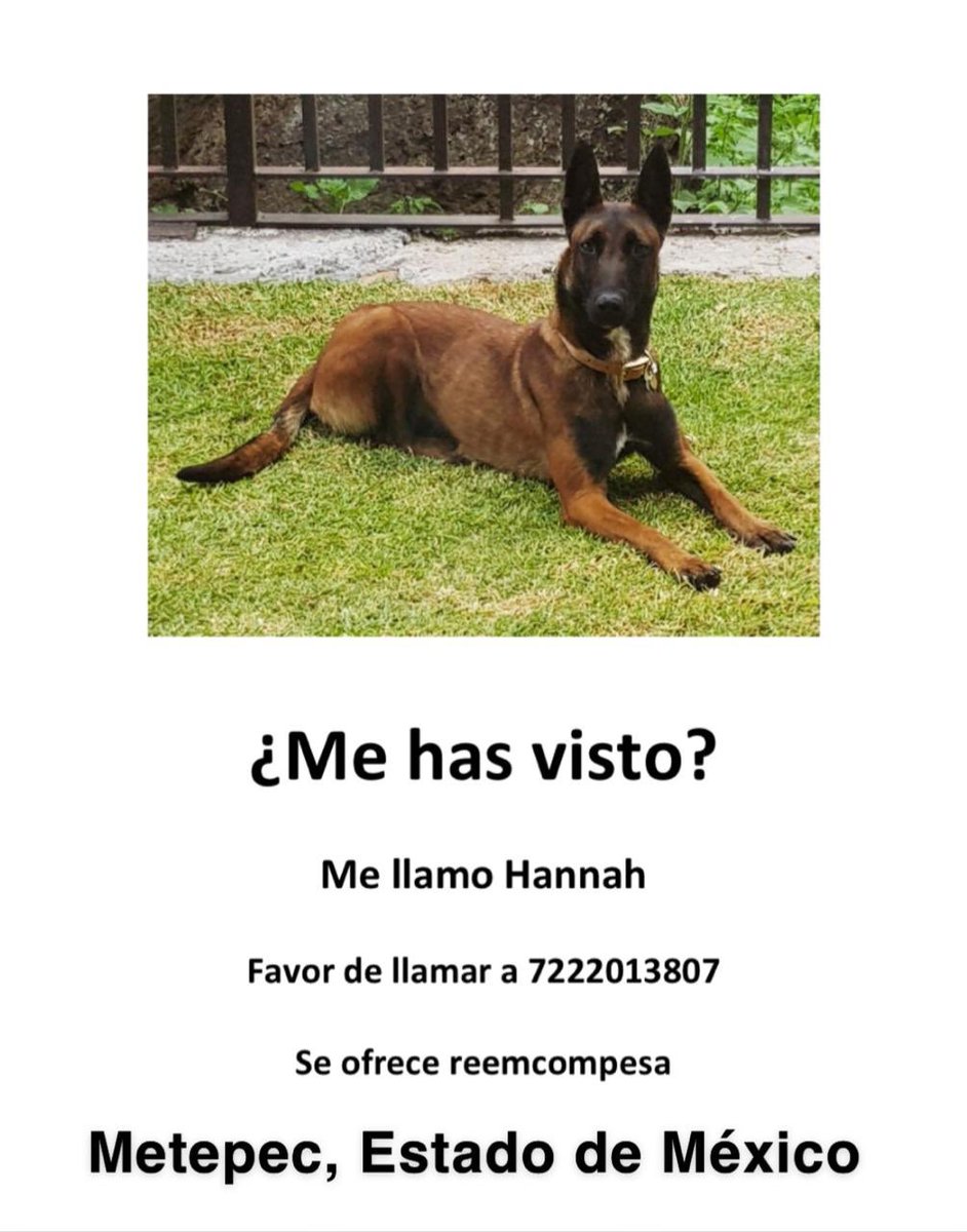 tuyyocon10's tweet photo. #FelizViernes la haz visto?, se les escapo mientras la bañaban en la veterinaria #Metepec por favor RT https://t.co/yAzSFIn2pX