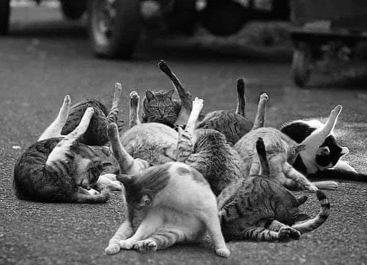 𝕸𝖎𝖘𝖘𝖒𝖆𝖌72 Pratiquer Le Yoga C Est Etre Un Peu Leche Cul Citation Humour T Co Qsdwezt9w6 Twitter