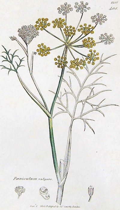 Today is duodi 12 Fructidor in the year of the Republic CCXXVIII, celebrating fennel.