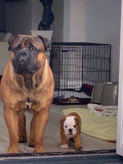 GraemeDogfather's tweet image. But no more, he now has a girlfriend.  Meet Miss Ruby Sparkles, the 3 kilogram Bulldog.  

Well who doesn’t love a good love story 💕 

Thanks 📸 Instagram kingarthurandrubysparkles

#dogs #lovestory #bulldog #bullmastiff