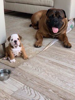 GraemeDogfather's tweet image. But no more, he now has a girlfriend.  Meet Miss Ruby Sparkles, the 3 kilogram Bulldog.  

Well who doesn’t love a good love story 💕 

Thanks 📸 Instagram kingarthurandrubysparkles

#dogs #lovestory #bulldog #bullmastiff