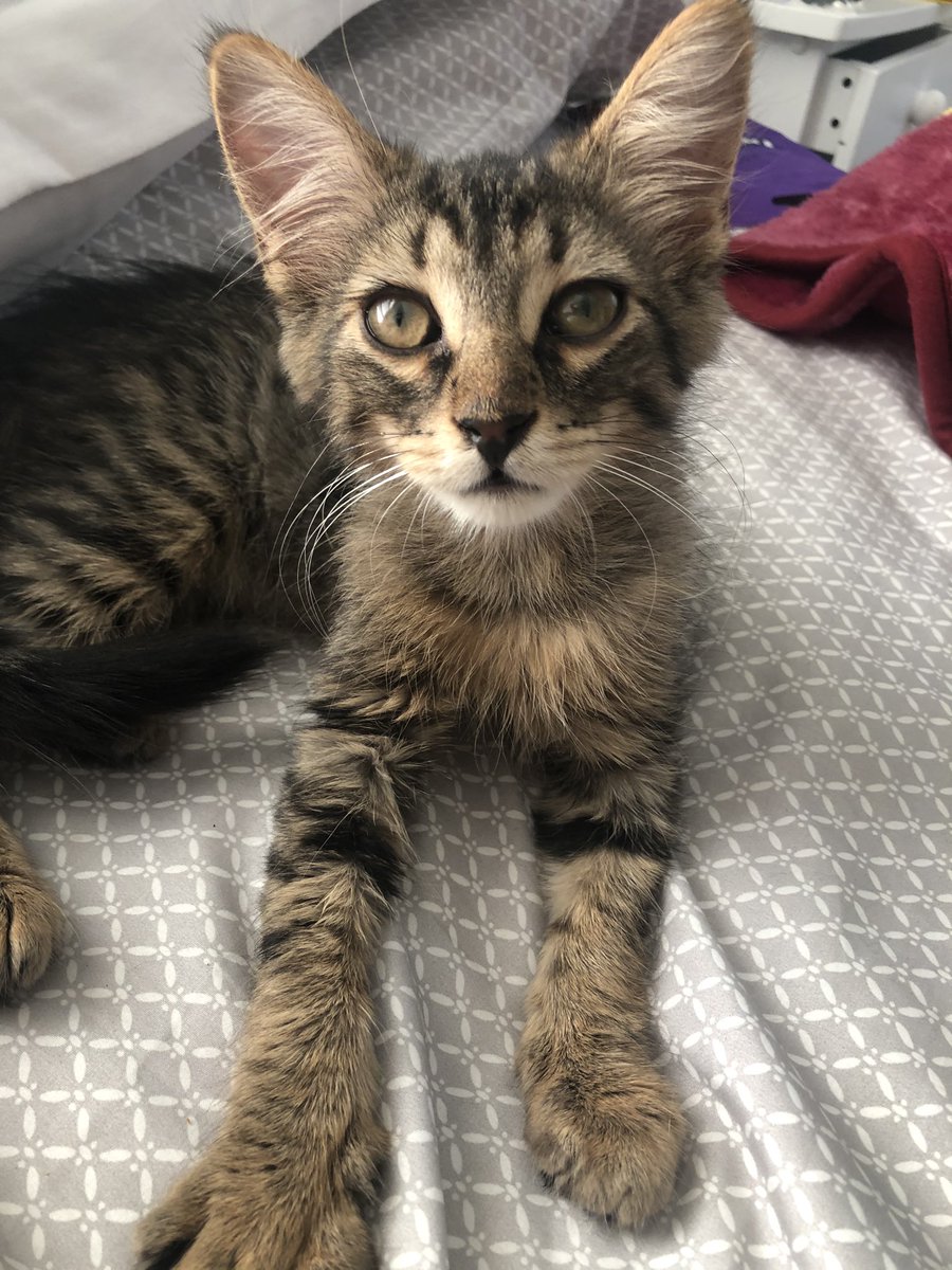 BrookOline's tweet photo. I swear Milo is my bff, couldnt of picked a more perfecr kitty🥰 https://t.co/Y2GnfB7HK5