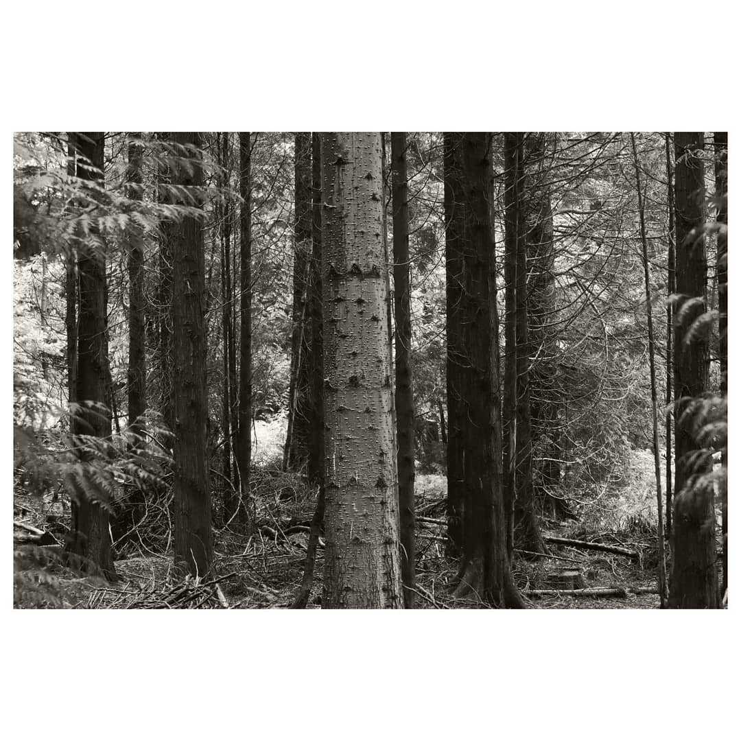 andrewhiggins1's tweet photo. From a walk in the forest, in the rain... quite possibly the best weather for it.
Unedited photos #soco 
#LumixG9 &amp; #leica1260mm #forestofdean #monolandscape #bnwmood #textures #tones #inthedetails #landscapephotographer…

📸 https://t.co/26F1CQcxZm via https://t.co/jtqyFDojY7 https://t.co/6KHx2xUfxA