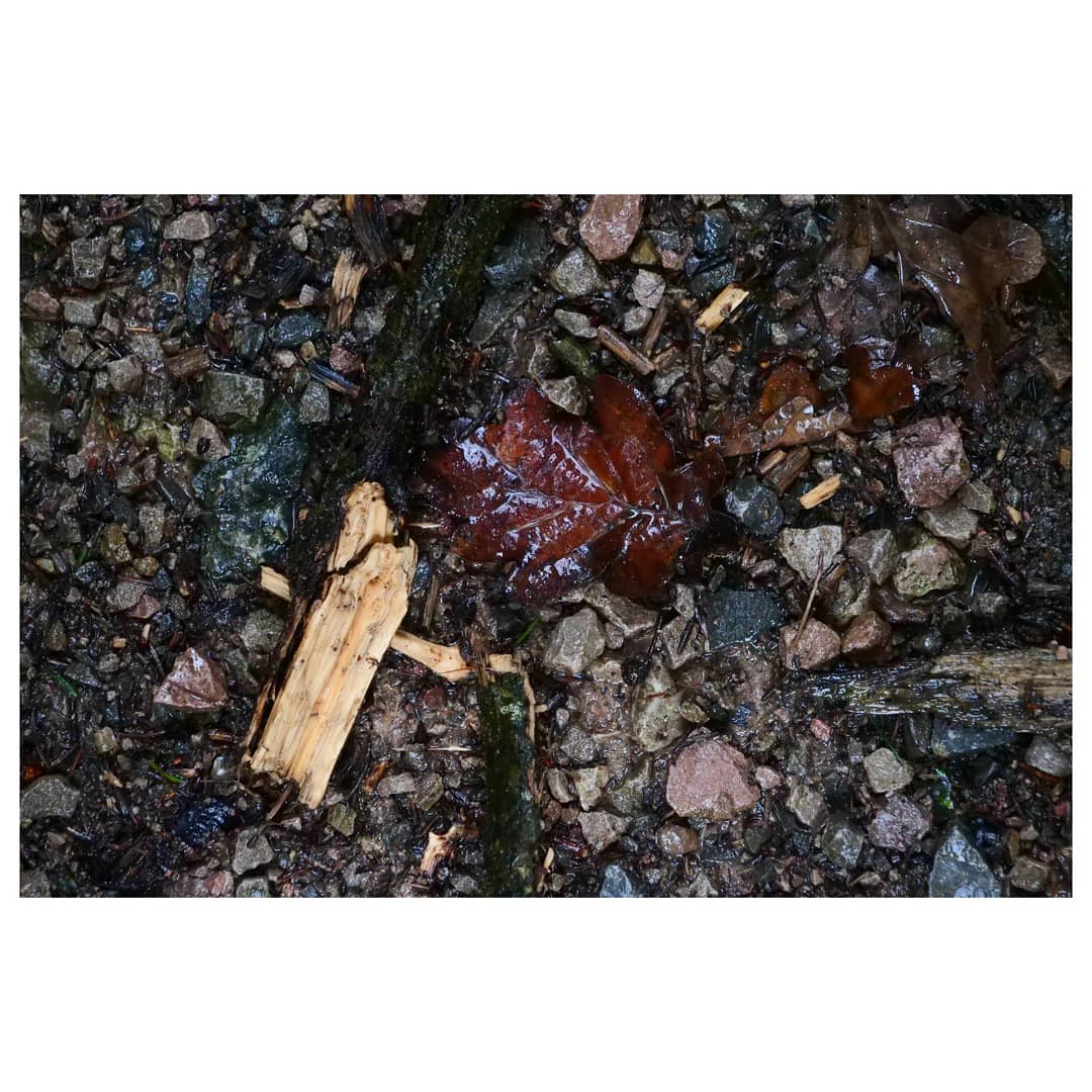 andrewhiggins1's tweet photo. From a walk in the forest, in the rain... quite possibly the best weather for it.
Unedited photos #soco 
#LumixG9 &amp; #leica1260mm #forestofdean #monolandscape #bnwmood #textures #tones #inthedetails #landscapephotographer…

📸 https://t.co/26F1CQcxZm via https://t.co/jtqyFDojY7 https://t.co/6KHx2xUfxA