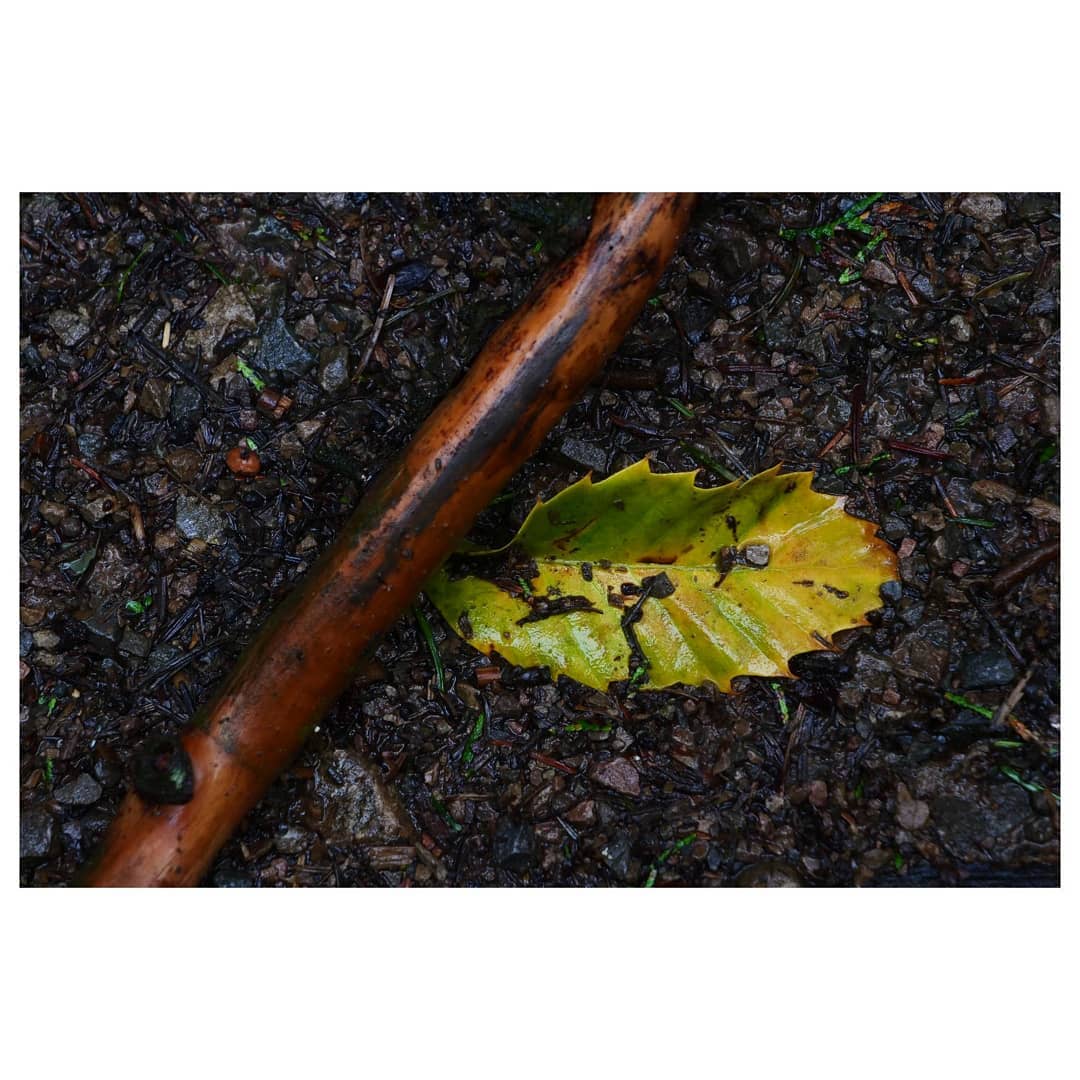 andrewhiggins1's tweet photo. From a walk in the forest, in the rain... quite possibly the best weather for it.
Unedited photos #soco 
#LumixG9 &amp; #leica1260mm #forestofdean #monolandscape #bnwmood #textures #tones #inthedetails #landscapephotographer…

📸 https://t.co/26F1CQcxZm via https://t.co/jtqyFDojY7 https://t.co/6KHx2xUfxA