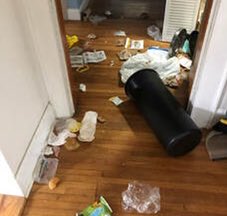 CabbageCatMemes's tweet photo. Dogs be like I know a place then bring u here https://t.co/wJiTXWrs00