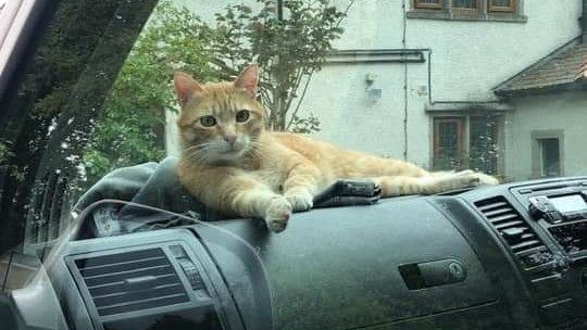 AlanDaffern's tweet photo. Greek rescue cat Pedro is #StillMissing from the #MenaiParc #Vaynol area of #Bangor #NorthWales. He is #Neutered &amp; #Microchipped and was wearing a red collar, but wasn't wearing it when last sighted. 

https://t.co/Oe42TDPTdZ

If sighted call 07900-818-576

#missingcatwales https://t.co/o6ykctvpYK
