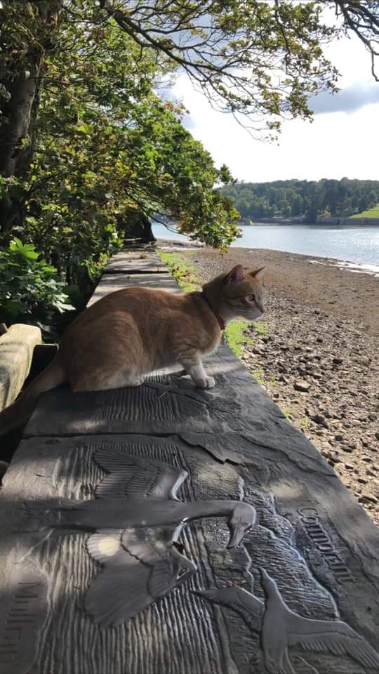 AlanDaffern's tweet photo. Greek rescue cat Pedro is #StillMissing from the #MenaiParc #Vaynol area of #Bangor #NorthWales. He is #Neutered &amp; #Microchipped and was wearing a red collar, but wasn't wearing it when last sighted. 

https://t.co/Oe42TDPTdZ

If sighted call 07900-818-576

#missingcatwales https://t.co/o6ykctvpYK