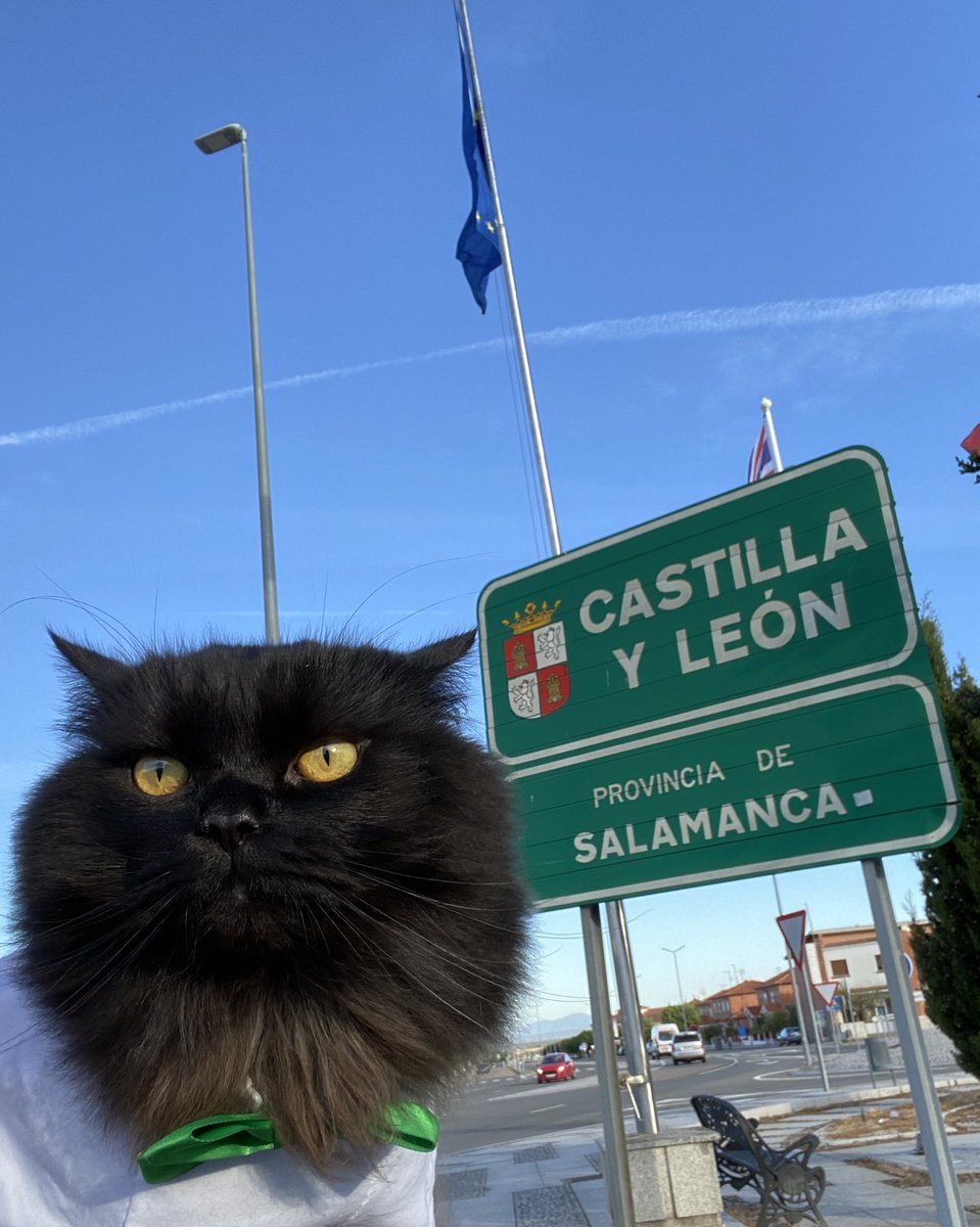 meow_london's tweet photo. Spain 🇪🇸🐾
#meowlidays #petvacation #espana #spain #pettravel #catlife #cat #ferias #petastherapy #patcatdiary https://t.co/kI1s4vMqqO