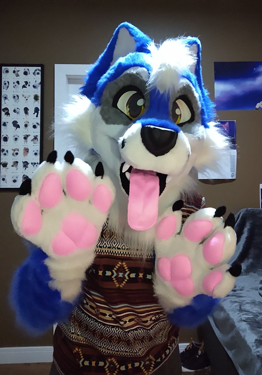 CaracalCreate's tweet image. Blue wolf is still looking for their new forever home! Will you take this puppy with you? 💙🐺 Link in my pinned tweet!
#FursuitFriday