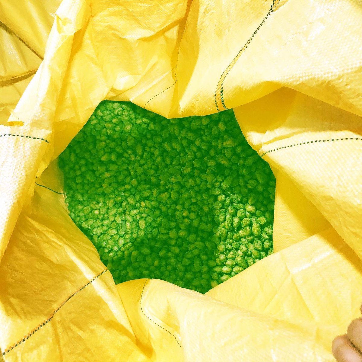 GeorgetownBeer's tweet photo. Time for the fresh! Our first of 3 planned fresh hop beers this year is getting brewed today! https://t.co/m8vMcDyOj5