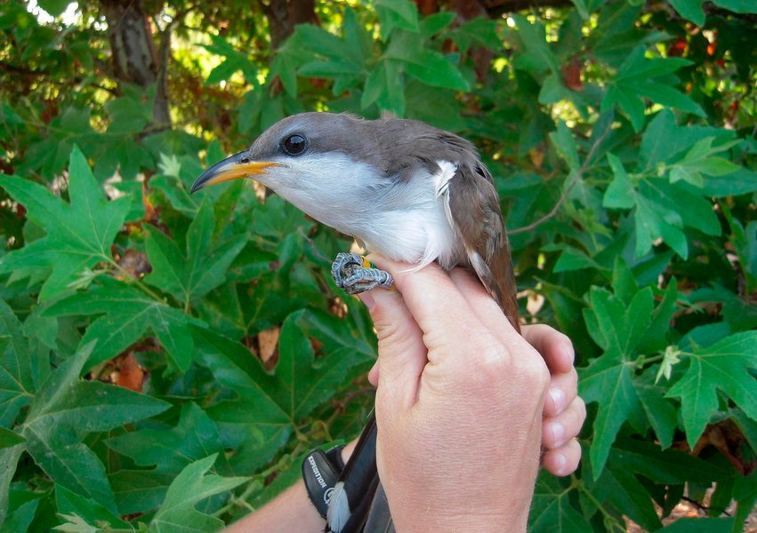 WesternRCA's tweet image. Meet the Western Yellow-billed Cuckoo, a sensitive species only known to exist in 1 region of the plan area, the #Riverside lowland &amp;amp; San Jacinto Foothills bioregions. Fun Fact: On each foot, two toes point forward, and two toes point backward 🐦  #RCASpecies #NativeBird #MSCHP