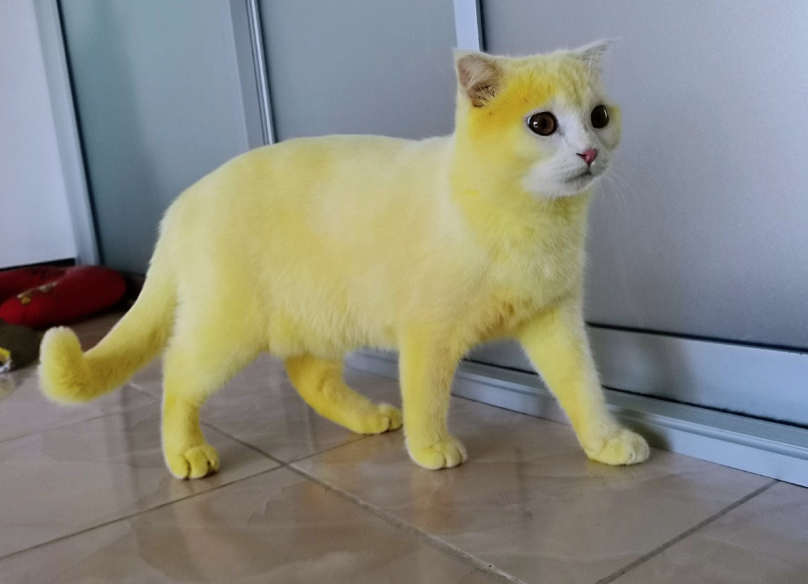 PublimetroChile's tweet photo. Utilizó un remedio casero para curar a su gato y lo dejó como Pikachu
 👉 https://t.co/ekPEsUKcfK https://t.co/7pZgxPCqn8