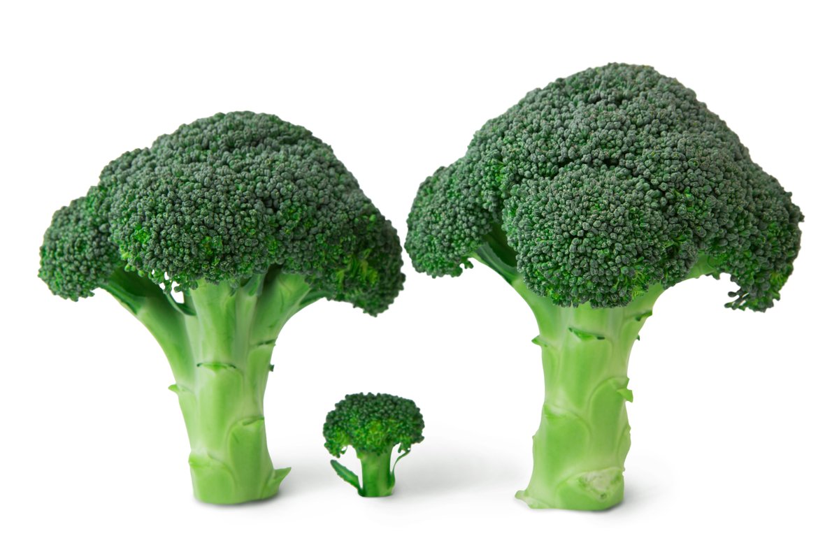EuroseedsEU's tweet photo. #Plantbreeders from 🇳🇴 were working since the 1980s to create a #superbroccoli.🥦 It took many years of #plantbreeding &amp; studies on potential health benefits to deliver Beneforté broccoli to your supermarket shelves.🥦🥦
👉https://t.co/XguHYjgYKw
#EmbracingNature @TheQuadram https://t.co/uCFXhXZ0zR
