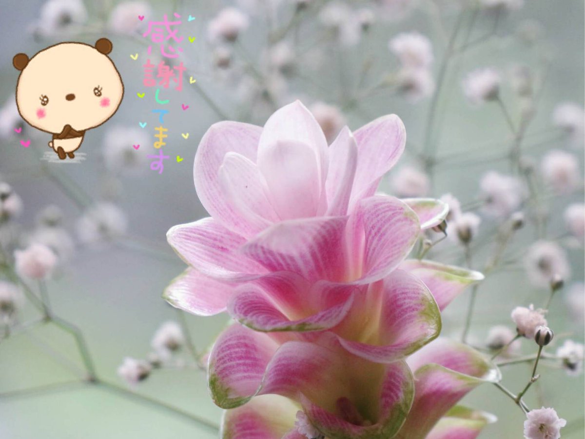 おはようございます 土曜日 始まります 8月29日 本日のお花 クルクマ 花言葉 縁 Edge 今ある縁に感謝です 素敵な土曜日 を おは戦9ad おはよう戦隊9ad 感謝してます ツイレポ おはようございます 土曜日 始まります 8月29日 本日のお花 クルクマ 花言葉 縁 Edge 今ある縁に感謝です 素敵な土曜日 を おは戦9ad おはよう戦隊9ad 感謝してます ツイレポ