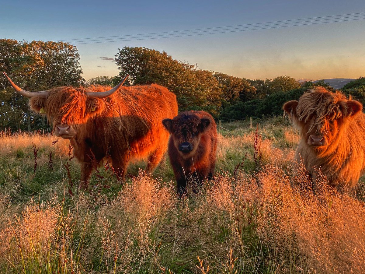 GlenegedaleH's tweet photo. Who need highlights when you can have an Islay sunset to set your hair colour off just nicely #coosday #highlandcoo #coo #babycoos #coosandcalves #weecalf #Islay #farmersdaughter https://t.co/texpIWuefa