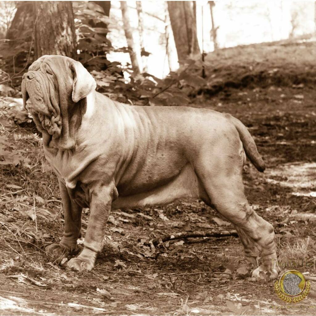 NordTitani's tweet photo. Calibre K9’s Wolverine
#neapolitanmastiff #mastinonapoletano #italianmastiff #neosofinstagram #neapolitanmastiffsworldwide #neapolitanmastifflovers #neapolitanmastiffs #mastiffgram #bigdogs #dog #dogs #mastiff #mastino #mastiffsofinstagram #neo #dogs… https://t.co/tTlCDA3cKT https://t.co/xwrYX5yYVS