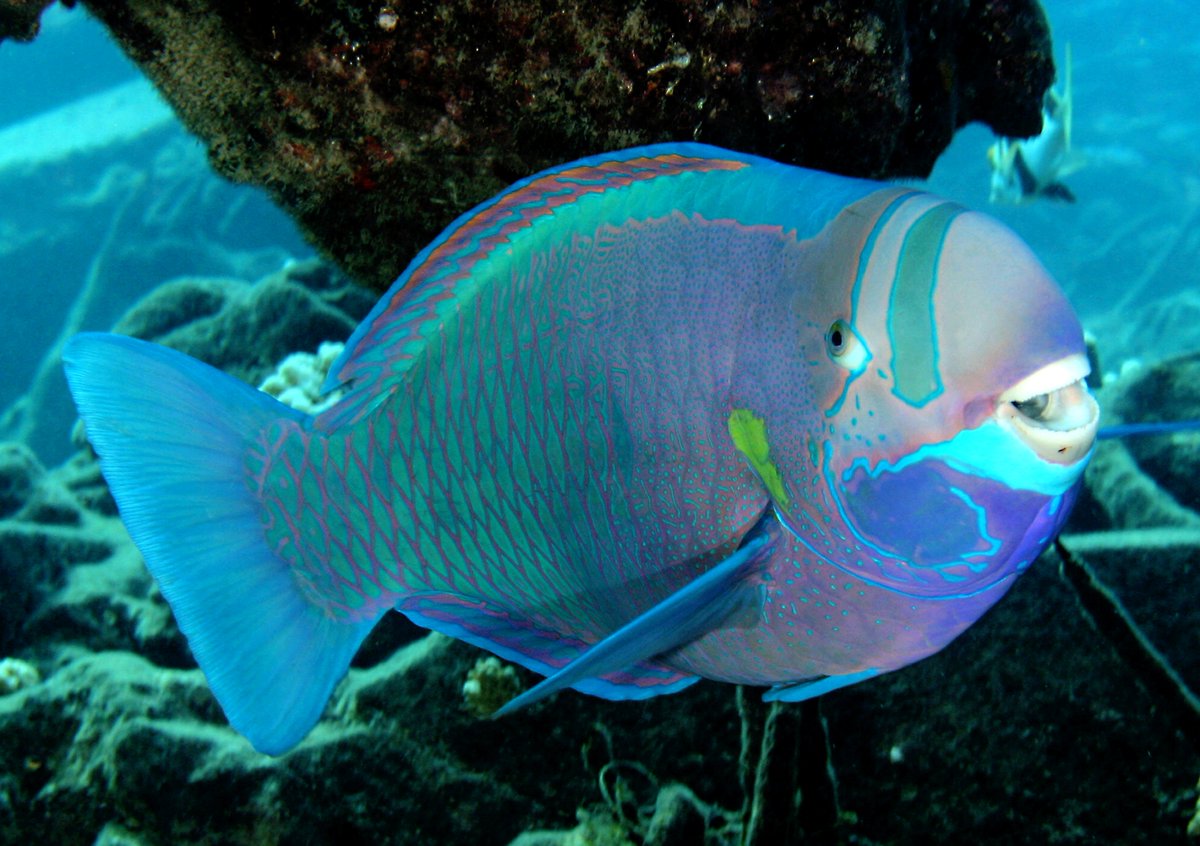sanctuaries's tweet photo. @FGBNMS We are wearing pastels this #FancyFriday, feeling as happy as a parrotfish! #LookGoodFeelGoodDoGood https://t.co/LgU7D9xyvP