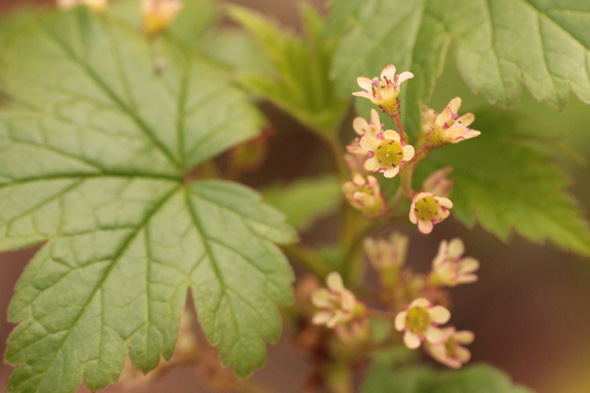 Skunk Currant: The erect, bristly based flowers of this currant often distinguishes it from other native currants in the park. The name comes from the skunk-like odour of the crushed leaves. Despite the "skunky" taste of the berries as well, they are surprisingly palatable.