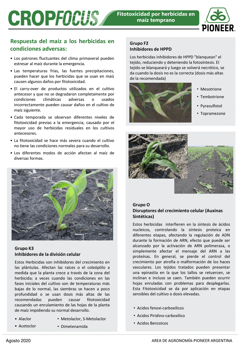PioneerSemillas's tweet photo. ✔️Nuevo informe #CropFocus: 🌽Fitotoxicidad por herbicidas en maíz temprano.
➡️ Aspectos a tener en cuenta para prevenir daños por herbicida en maíz temprano.
#HechoParaCrecer #Semillas #Maiz https://t.co/sVz9zUzFFs