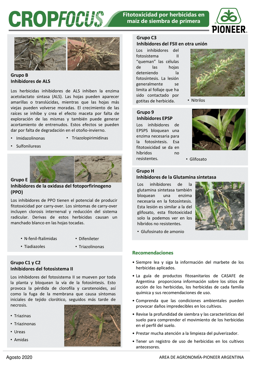 PioneerSemillas's tweet photo. ✔️Nuevo informe #CropFocus: 🌽Fitotoxicidad por herbicidas en maíz temprano.
➡️ Aspectos a tener en cuenta para prevenir daños por herbicida en maíz temprano.
#HechoParaCrecer #Semillas #Maiz https://t.co/sVz9zUzFFs