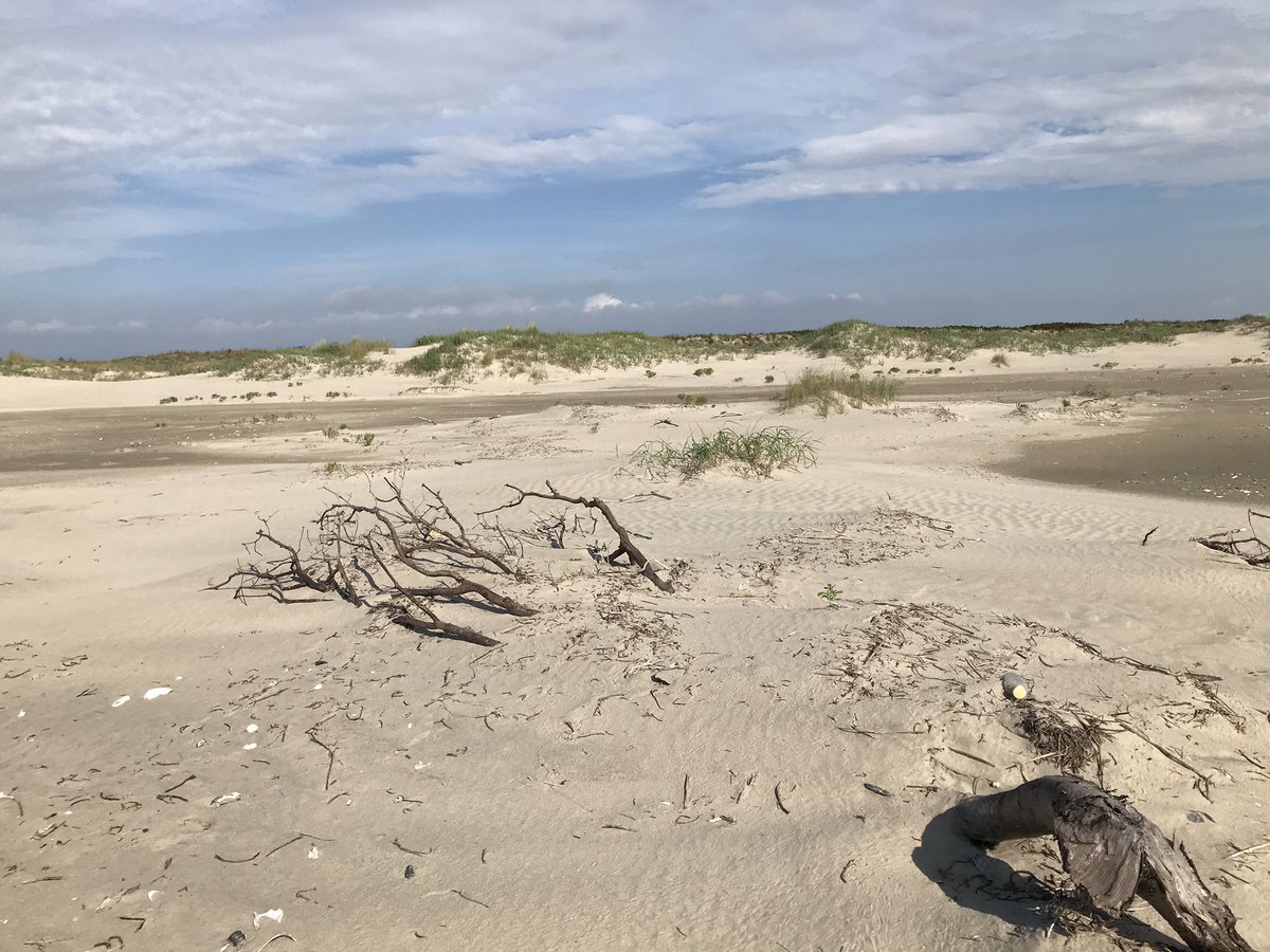 CPELVCU's tweet photo. The cycle is complete! Morella needs dunes to establish close to the shoreline- with #sealevelrise, #shrubs block sediment and erode into the ocean where they can wash ashore to accumulate sediment in embryonic #dunefields #coastal #shrubencroachment #highspeedlandscape @vcrlter https://t.co/pzb0UR3Q84