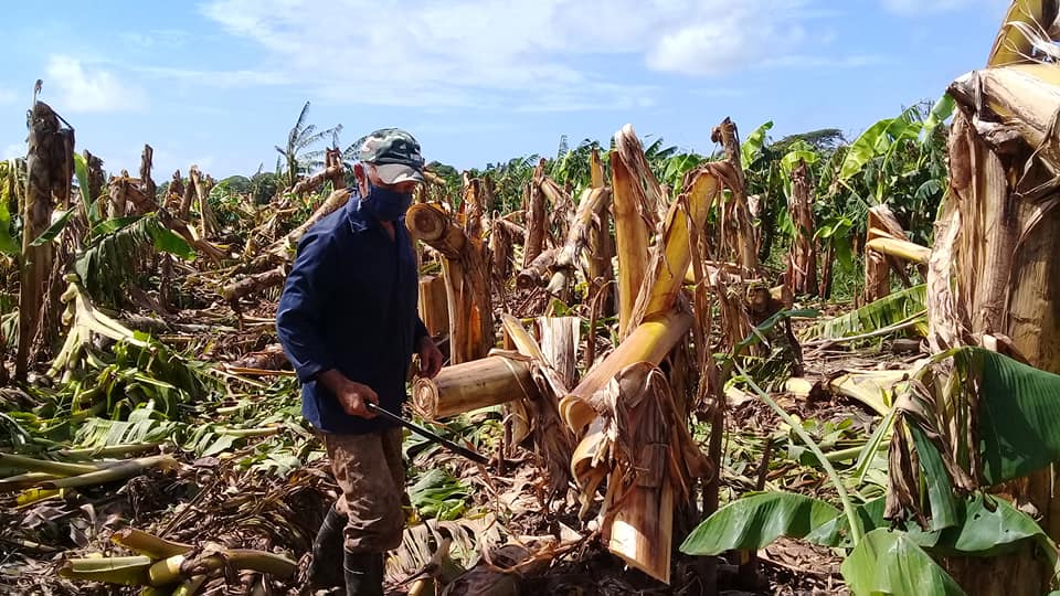TelePinar's tweet photo. 🗣️Tirado, aquí radica el principal polo productivo de #SanLuis, 38 de las 41 ha de plátano perdidas como consecuencia de los vientos de la #TTLAURA, se concentran aquí. No hay desánimo en los productores. #FuerzaCuba #PinardelRío @ALOTelePinar #Cuba🇨🇺 https://t.co/mBGEdFTeq7